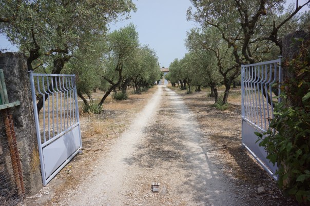 Views of olive tree garden that inspired a famous Van Gough painting in St-Remy-de-Provence